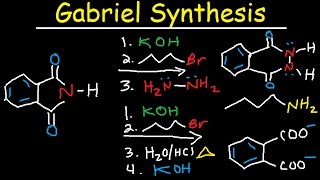 Gabriel Synthesis Reaction Mechanism  Alkyl Halide to Primary Amine [upl. by Olinad]