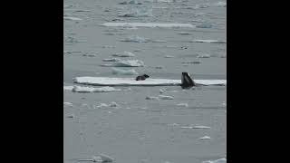 Killer Whale Hunting Seal  Antarctica  Lindblad Expeditions [upl. by Camille984]