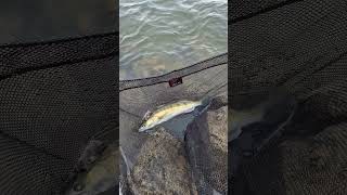 55 cm großer Zander angeln auf Grundel am Rhein [upl. by Major]