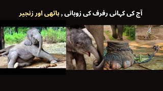 Hathi Aur Zanjeer ہاتھی اور زنجیر Story Today Aj ki Kahani Rufruf ki Zubani  Episode 33 [upl. by Sally]