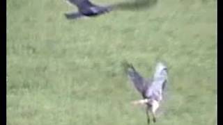 HAWK VS BUZZARD STANDOFFWILD REDTAILED HAWK CONTENDS [upl. by Nnaitak]