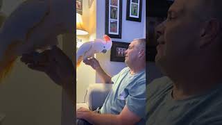 TANGO Anger shorts 🤬🤬🦜viralvideo video parrot shortvideos shortvideo shortsvideo [upl. by Heti561]