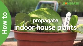 How To Propagate Indoor House Plants  Indoor Plants  Homebase [upl. by Tamar]