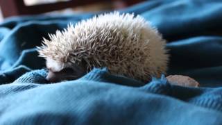 Baby Hedgehog Squeaks [upl. by Nazarius852]