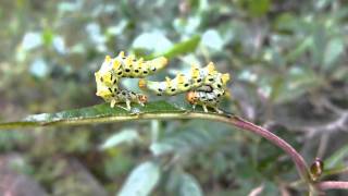 Sawfly Larva Threat Display ヒラアシハバチ幼虫の威嚇姿勢 [upl. by Nitsed]