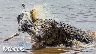 Saltwater Crocodile Unleashes Death Roll  Deadly Australians 102 [upl. by Anilrats]