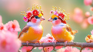 Bird Sounds 4K Gentle Birdsong Improves Memory 🌿 Restore the Nervous System Refresh Heart and Soul [upl. by Belier]