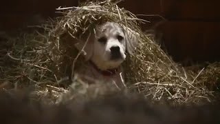 Budweiser Puppies and Clydesdales [upl. by Eisenhart591]