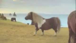 Dance Pony Dance Findus Advert  GOATS REACTION [upl. by Forward42]