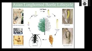 Asian Longhorned Beetle Everything You Need to Know in 30 Minutes [upl. by Eiramlehcar113]