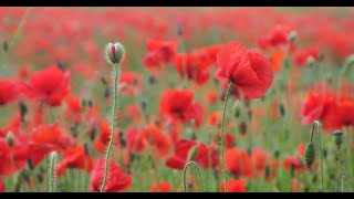 Remembrance Day 2024 virtual event [upl. by Elisabetta773]