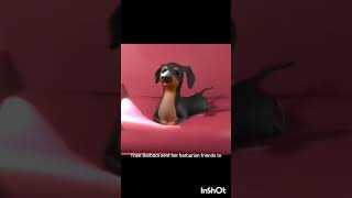 hababa dog sings a song [upl. by Lamb]