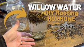 How to Make WILLOW WATER as a Rooting Hormone [upl. by Yenial48]