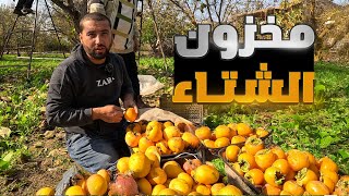 قطاف 100كغ من فاكهة الكاكا وتخزينها بطريقة قديمه لنأكلها بعد اشهر في منتصف الشتاء [upl. by Eserahs]