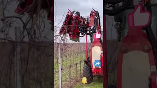 Pruning process for grapevines [upl. by Zenitram]