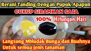 Kocorkan Pupuk Organik iniUntuk Semua Jenis Tanaman Cepat Keluar Bunga dan berbuah lebat [upl. by Eseuqram416]