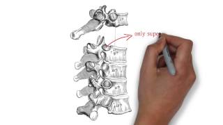 Thoracic Vertebra Anatomy [upl. by Kirst62]