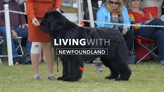 LIVING WITH NEWFOUNDLAND DOGS [upl. by Jill]