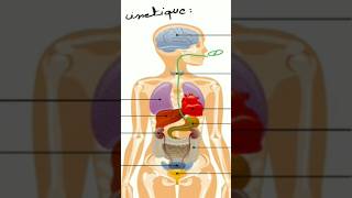 La pharmacocinétique science medecine biology pharmacologie [upl. by Sima]