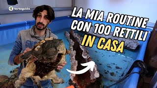 La mia Routine con 100 Rettili in casa  TartaGuida [upl. by Kendre432]