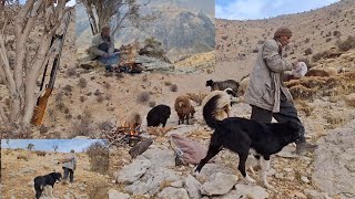 Iran nomadic life Jahangir goes to the mountains due to lack of fodder [upl. by Apple99]