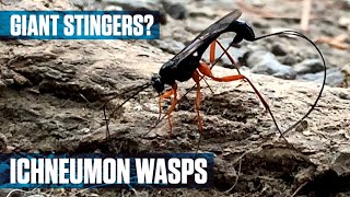 Parasitic Ichneumon Wasp [upl. by Allcot]