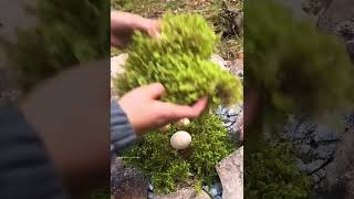 Wow It was cool camping survival bushcraft outdoors cook cooking [upl. by Yllatan]