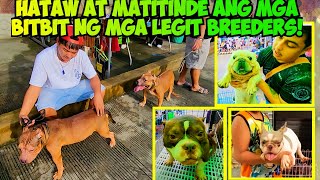 PABABAAN NG PRESYO SA MGA EXOTIC AT POCKET BULLIES PAGKAKATAON MO NA GROTTO PET MARKET UPDATE [upl. by Leroj990]