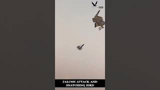 Falcon attack and snatching birdShort video Falconlover5 [upl. by Grinnell]