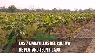 Las 7 maravillas del cultivo de plátano tecnificado  TvAgro por Juan Gonzalo Angel Restrepo [upl. by Erving370]