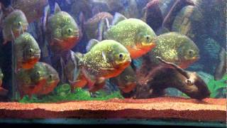 My Piranhas 19122011 [upl. by Uhile]