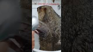 Witness the Cutest Groundhog Taking a Bath in Our Bathroom 🐿️ World of nature tv 📸 [upl. by Suirtimid]