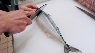 GRAPHIC  How to fillet a fish  Mackerel  Japanese technique  サバのさばき方 [upl. by Warder]