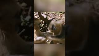 Scuffle between two golden snubnosed monkeys in Shennongjia [upl. by Eey]