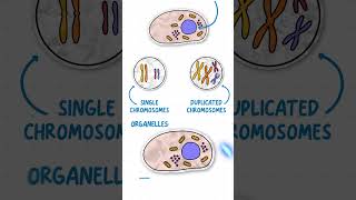 GCSE Biology  Mitosis amp The Cell Cycle in 60 Seconds [upl. by Algie]