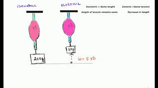 Isometric and Isotonic muscle contractions [upl. by Adnar]