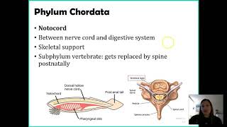 Phylum Chordata [upl. by Attennek269]