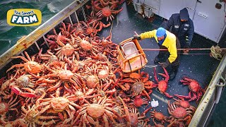 AMAZING King Crab Catching  Discover The Fishing of Tons of Alaskan Red King Crab [upl. by Anertak644]