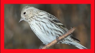 Pine Siskin Song Pine Siskin Call Pine Siskin Sound Pine Siskin Singing Pine Siskin Calling [upl. by Neelie756]