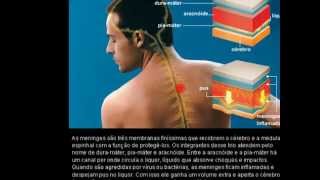 O Que é Meningite Bacteriana e Viral [upl. by Ailerua853]