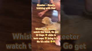 Skeeter Mini goldendoodle training 🇺🇸puppy dogs minigoldendoodles huntingdogs puppylife [upl. by Aicinoid]