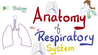 Anatomy of the Respiratory System  An Overview  Biology Anatomy and Physiology [upl. by Rosati]