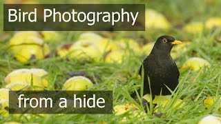 Bird Photography  Feeding Station Part 3 in a Photo BlindHide [upl. by Itsuj]