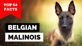 99 of Belgian Malinois Owners Dont Know This [upl. by Gustafsson]