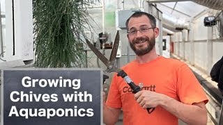 Growing Chives in Aquaponics Systems [upl. by Aneret110]