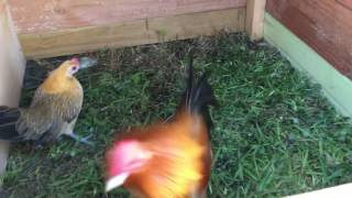 Aggressive Ginger Old English Game Bantam [upl. by Xuerd]