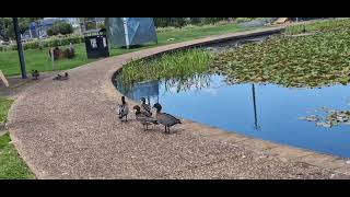 61024 Ducks swimming along in the water 💧 [upl. by Ahsiym652]