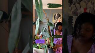 My Philodendron Billietiae is HUGE plants [upl. by Ressay]