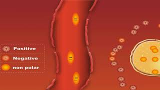 Pharmacokinetics Volume Of Distribution animation video [upl. by Jarrod898]