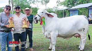 GRAN CAMPEONA BRAHMAN  ERNESTO PERROGON  CABAÑA SAN LUIS DEL CUCHI [upl. by Nujra340]